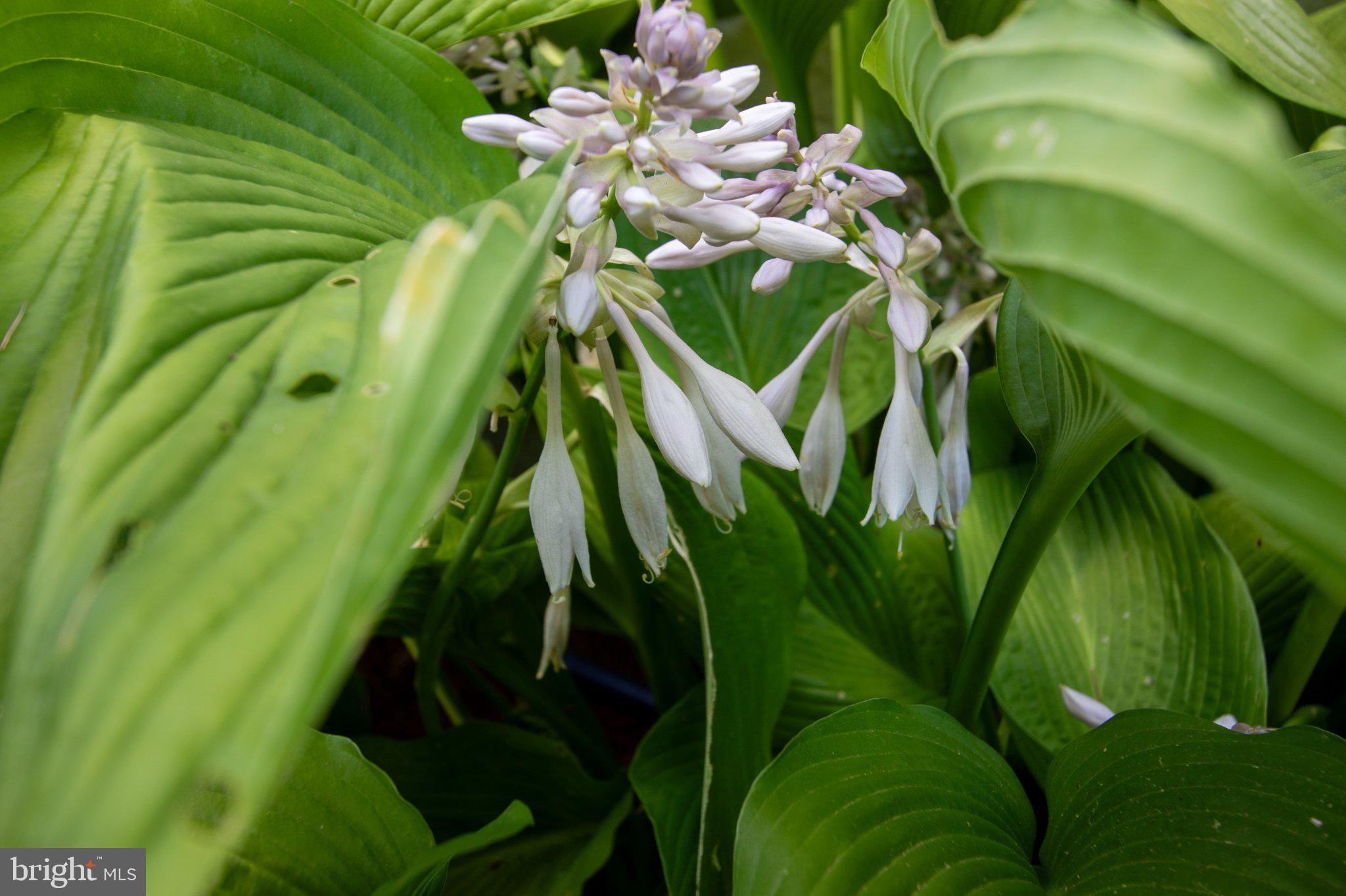 2056 Ridge Road Elverson, PA 19520 - Photo 70 of 89 Delicate blooms among lush greens.