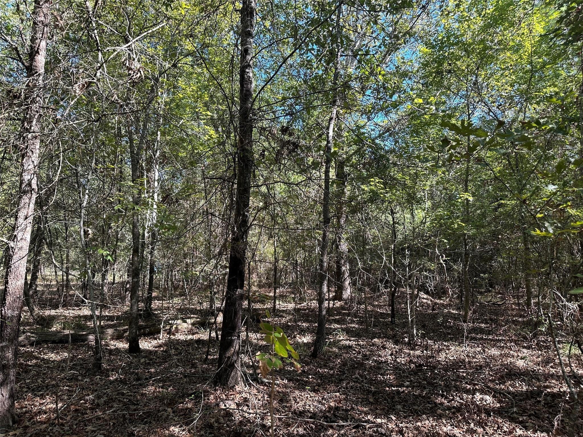 Tbd Somerset Trail Point Blank, TX 77364 - Photo 12 of 25 a view of a forest with trees