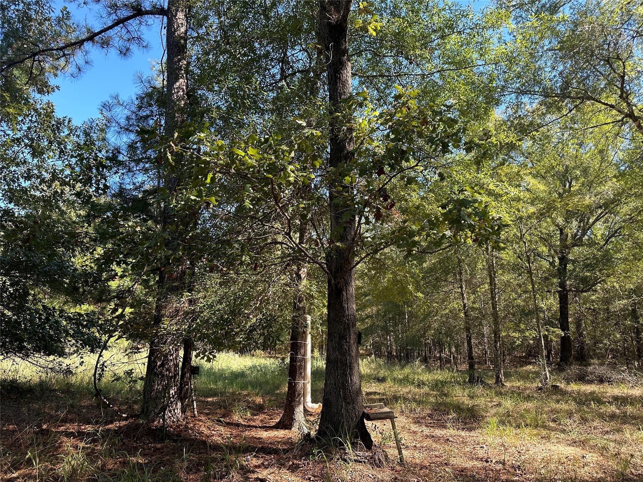 Tbd Somerset Trail Point Blank, TX 77364 - Photo 16 of 25 a view of a forest filled with trees