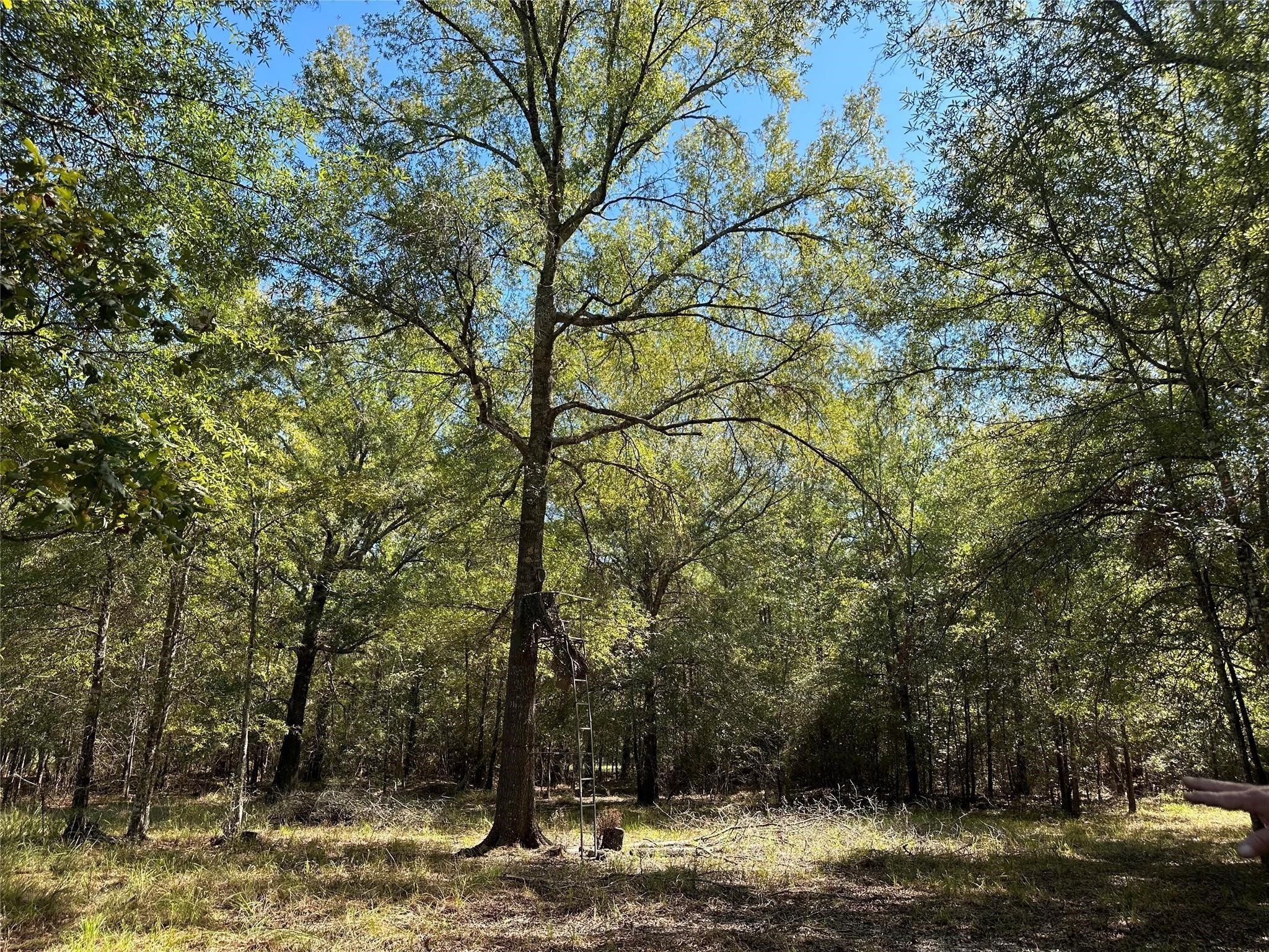 Tbd Somerset Trail Point Blank, TX 77364 - Photo 17 of 25 a view of a yard with large trees