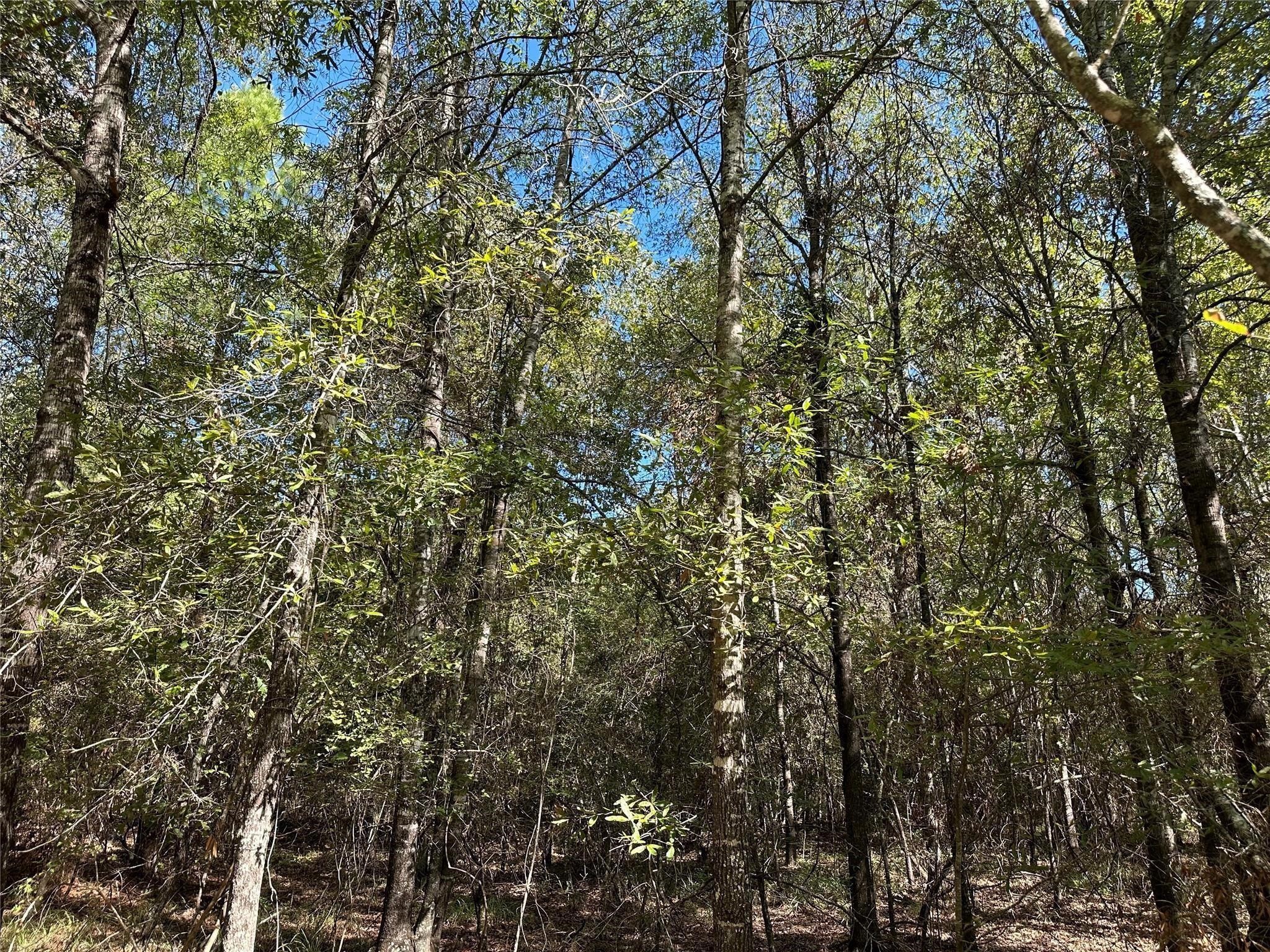 Tbd Somerset Trail Point Blank, TX 77364 - Photo 18 of 25 a view of a yard with a tree