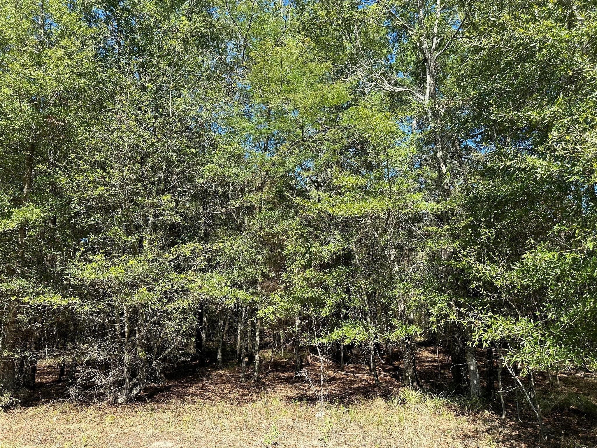 Tbd Somerset Trail Point Blank, TX 77364 - Photo 20 of 25 a view of a yard with large trees