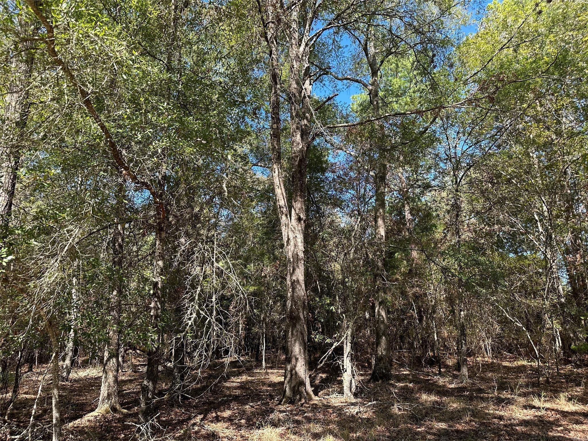 Tbd Somerset Trail Point Blank, TX 77364 - Photo 21 of 25