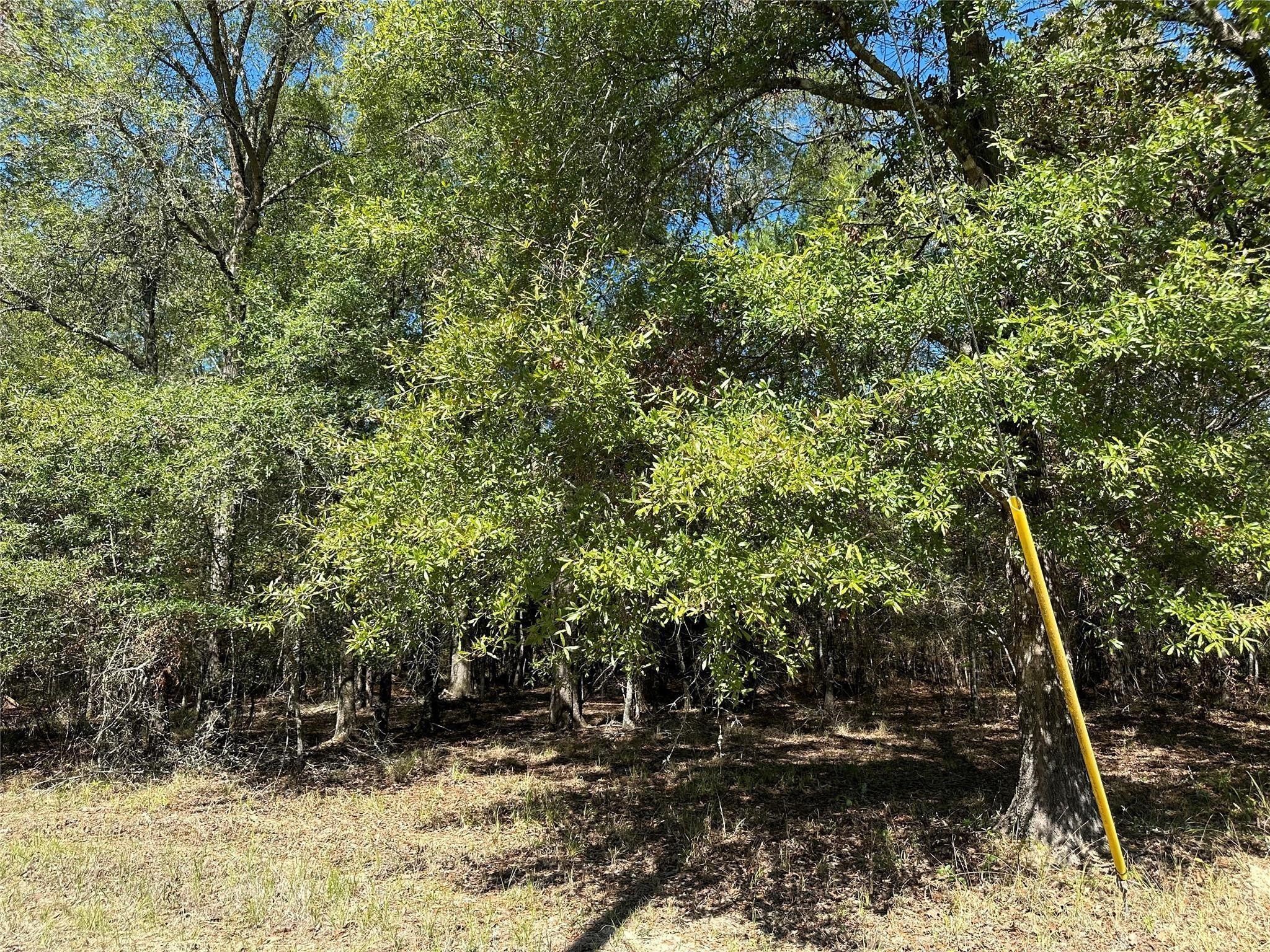 Tbd Somerset Trail Point Blank, TX 77364 - Photo 7 of 25 a view of a forest