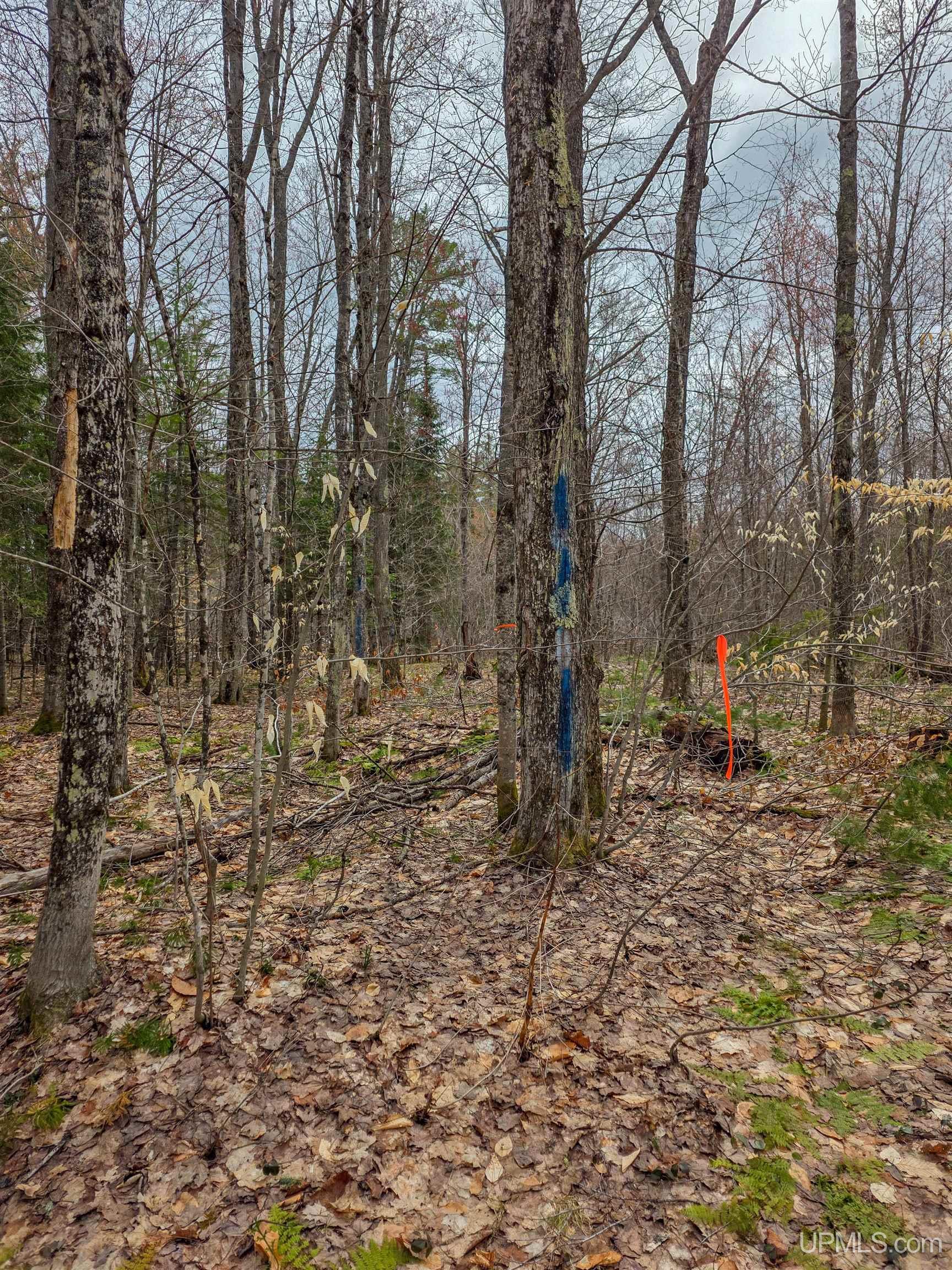 Tbd Big Twin Lake Road Wetmore, MI 49895 - Photo 11 of 14