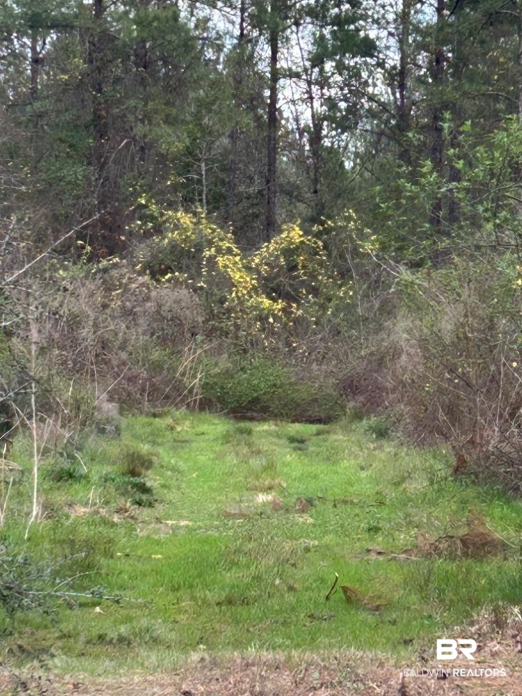 0 Murder Creek Road Brewton, AL 36426 - Photo 6 of 8 View of woods