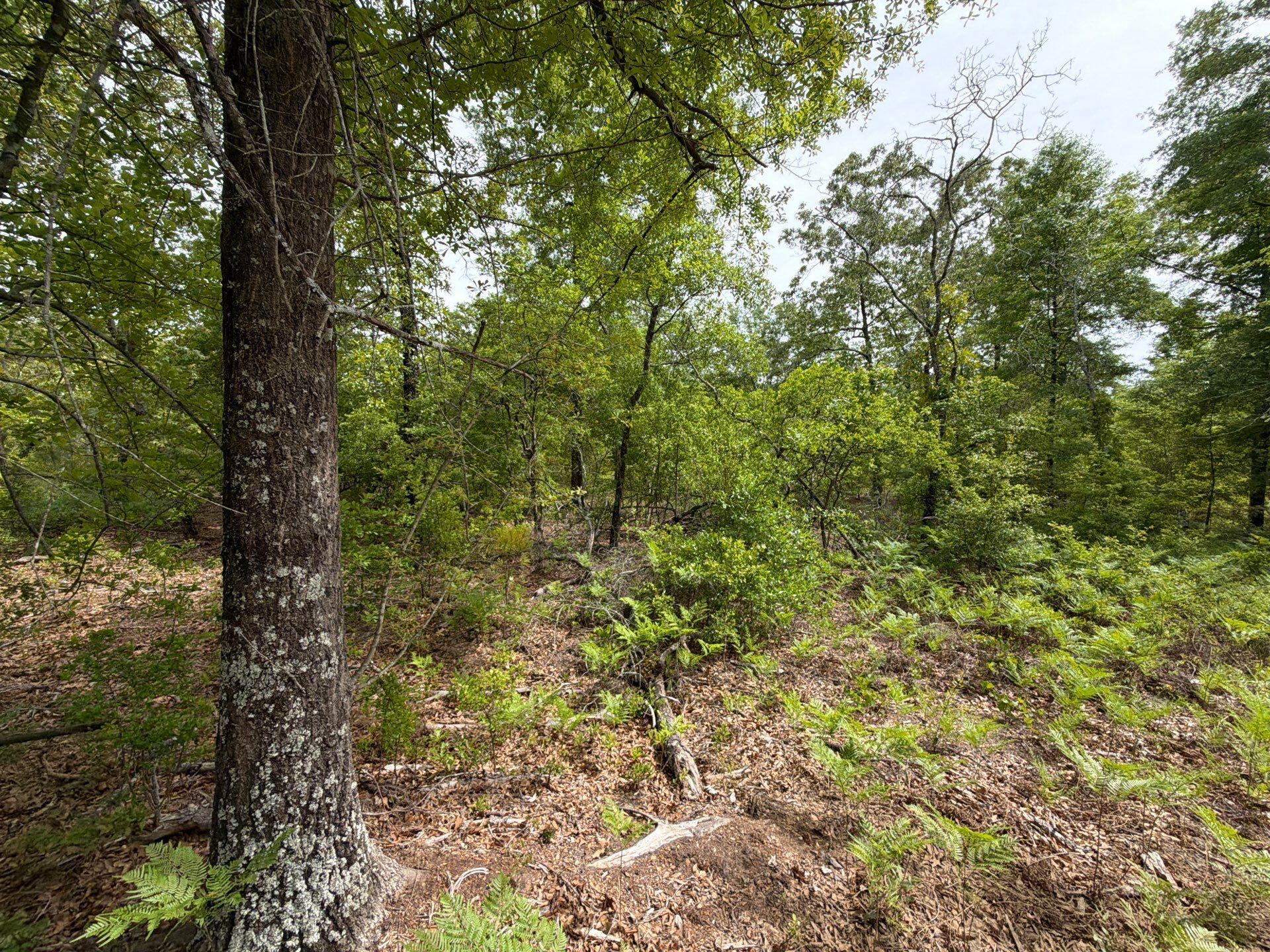 1 Rogers Cemetery Road, Unit RRF 1 Salley, SC 29137 - Photo 28 of 40