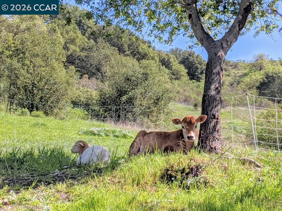 370 Castello Road Lafayette, CA 94549 - Photo 24 of 27