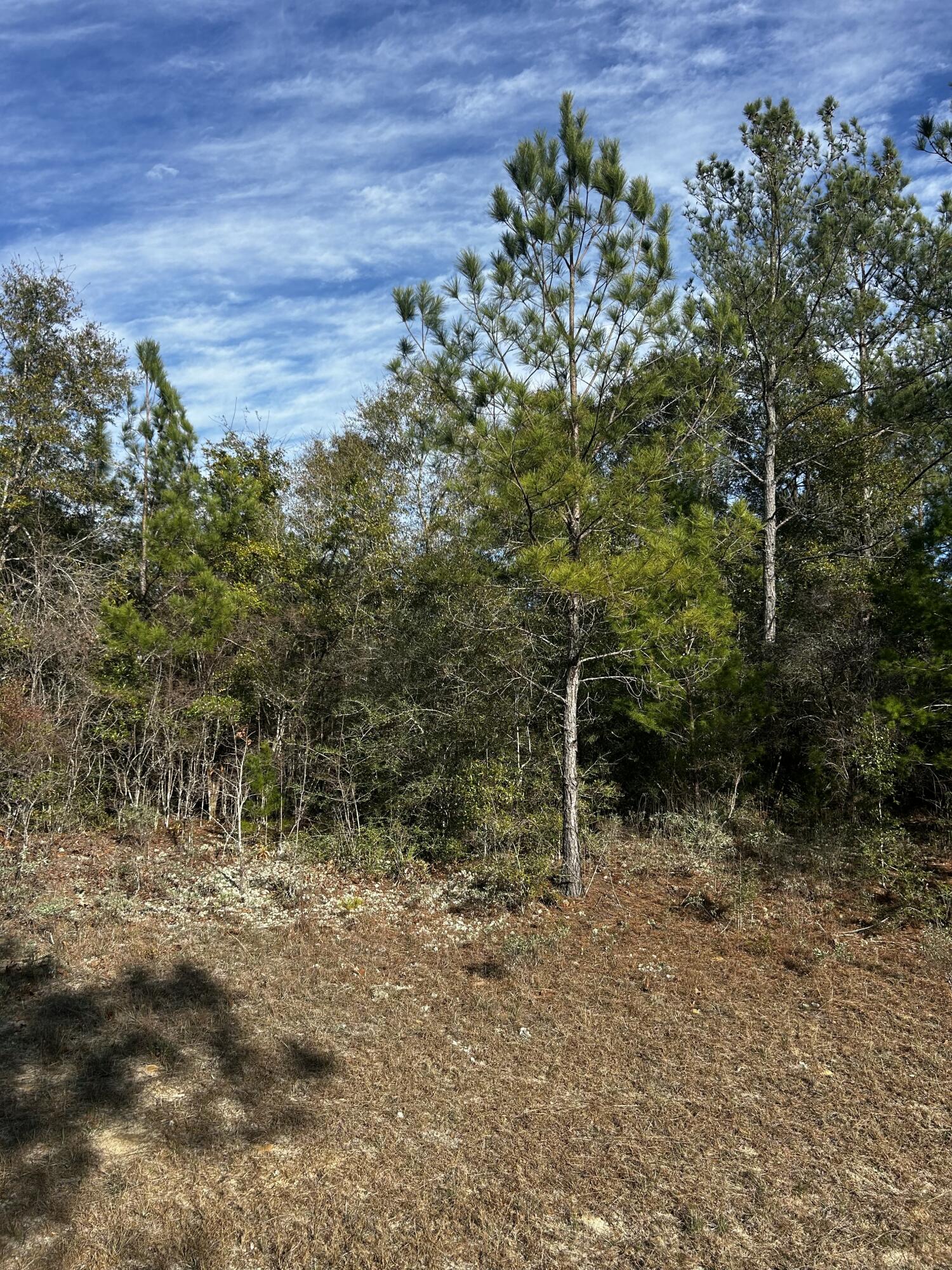 Tbd Valiant Drive Chipley, FL 32428 - Photo 2 of 4 a view of a forest with a tree