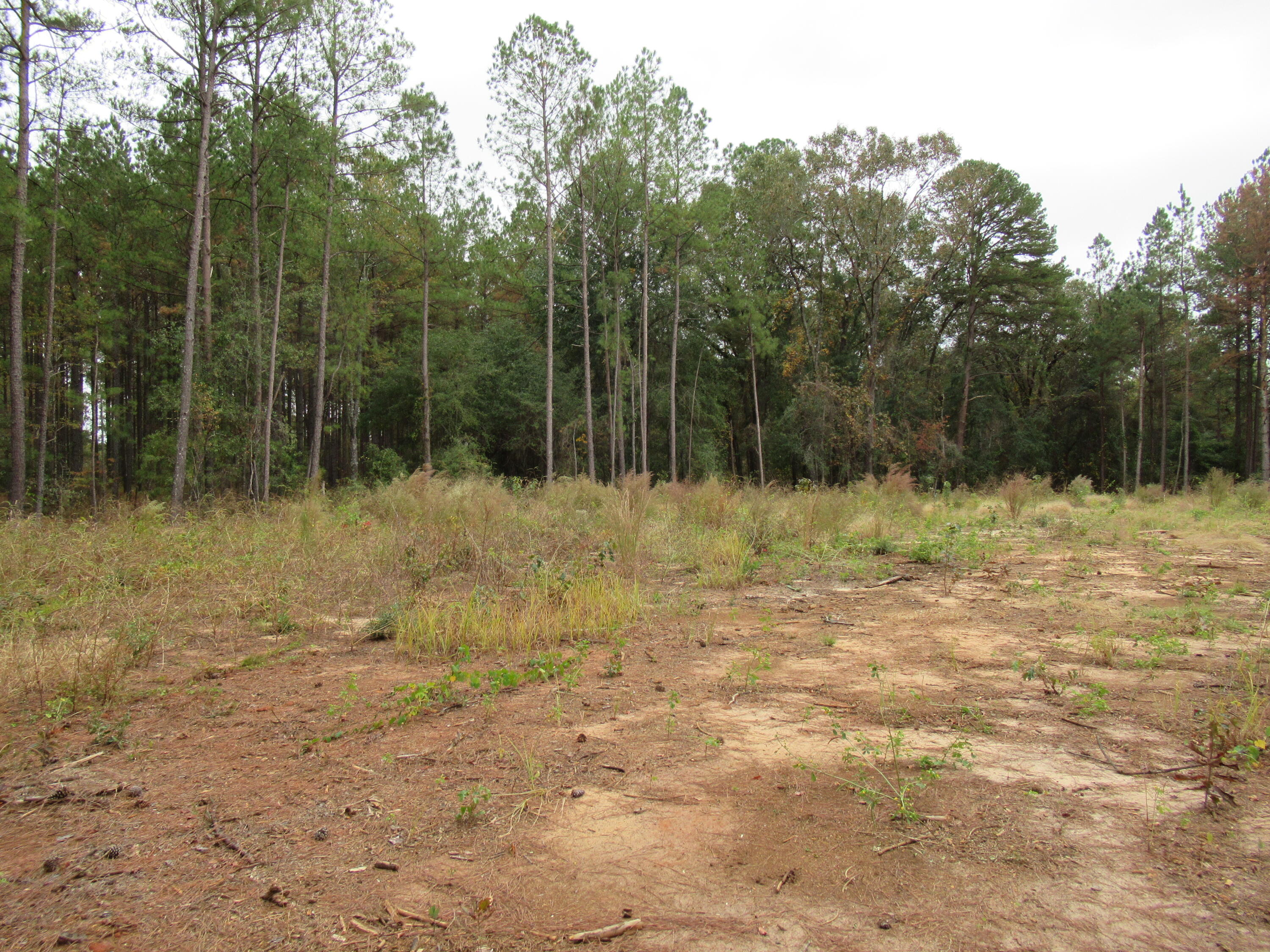 0 Twin Pines Road Keysville, GA 30816 - Photo 3 of 25 IMG_0631