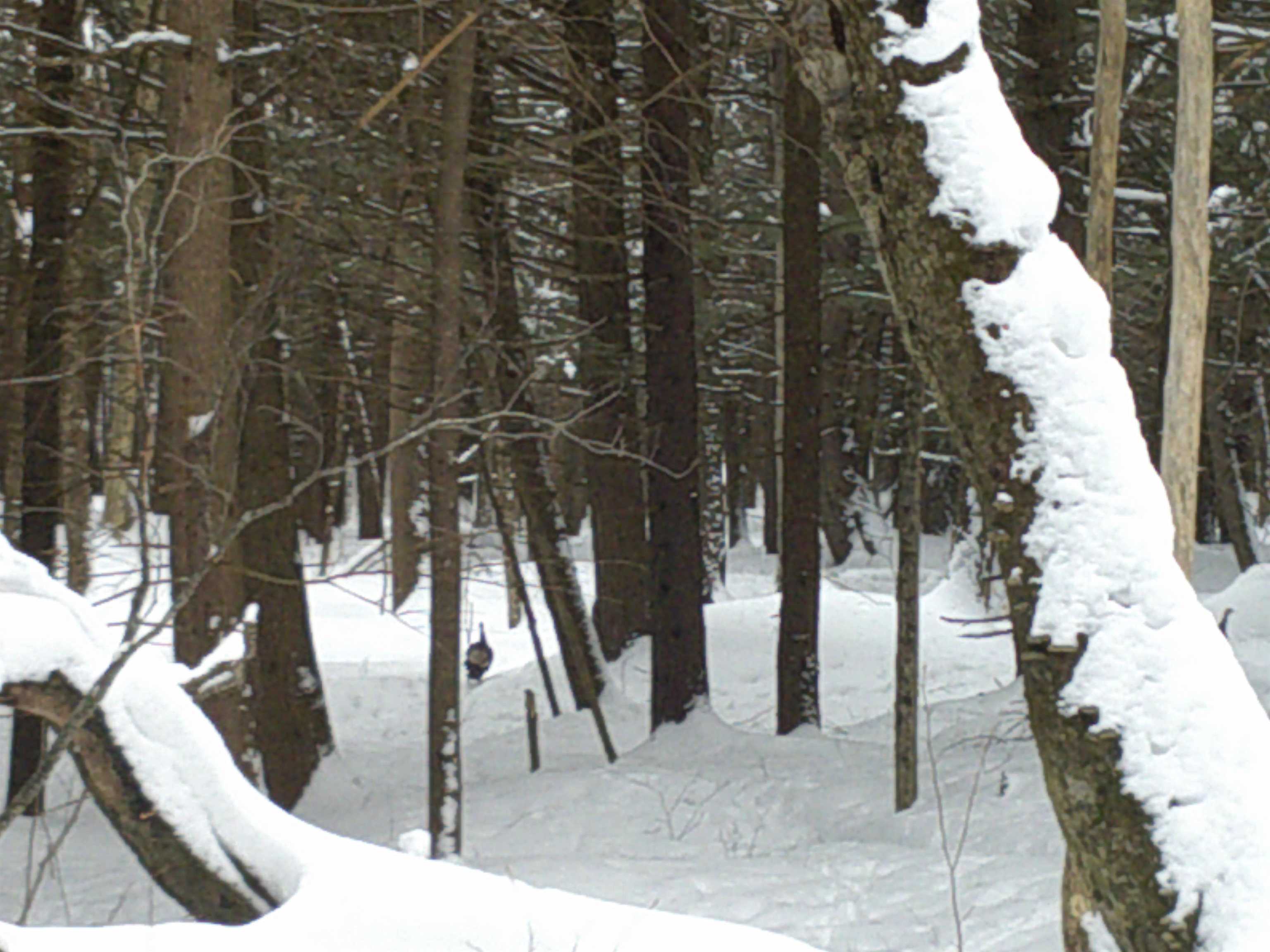 0 Plot Road, Unit 2 Johnson, VT 05656 - Photo 16 of 29