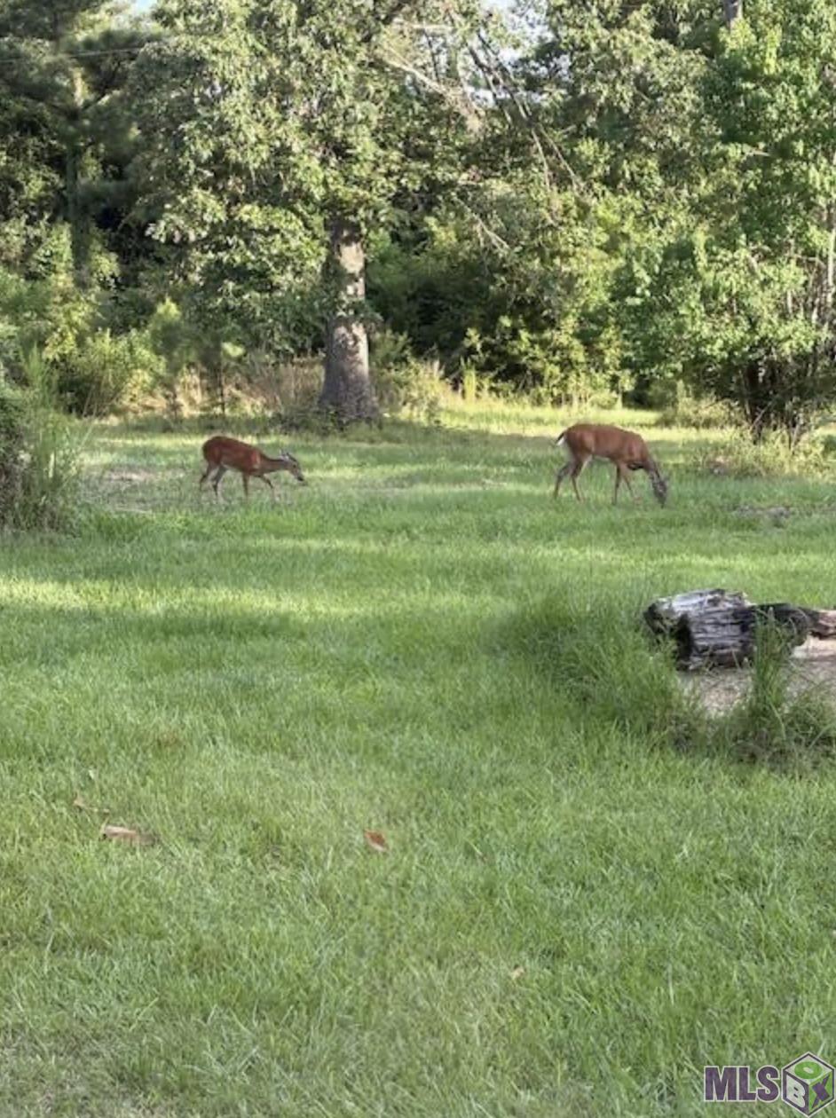 22 Springfield La Springfield, LA 70462 - Photo 2 of 5