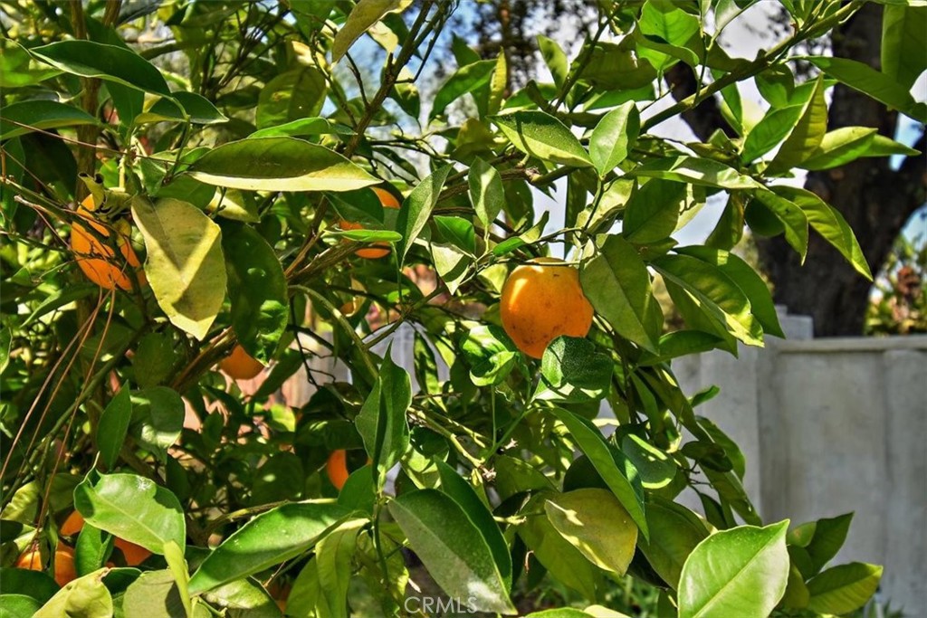 3315 Spring Garden Street Riverside, CA 92501 - Photo 31 of 38 a backyard of a tree