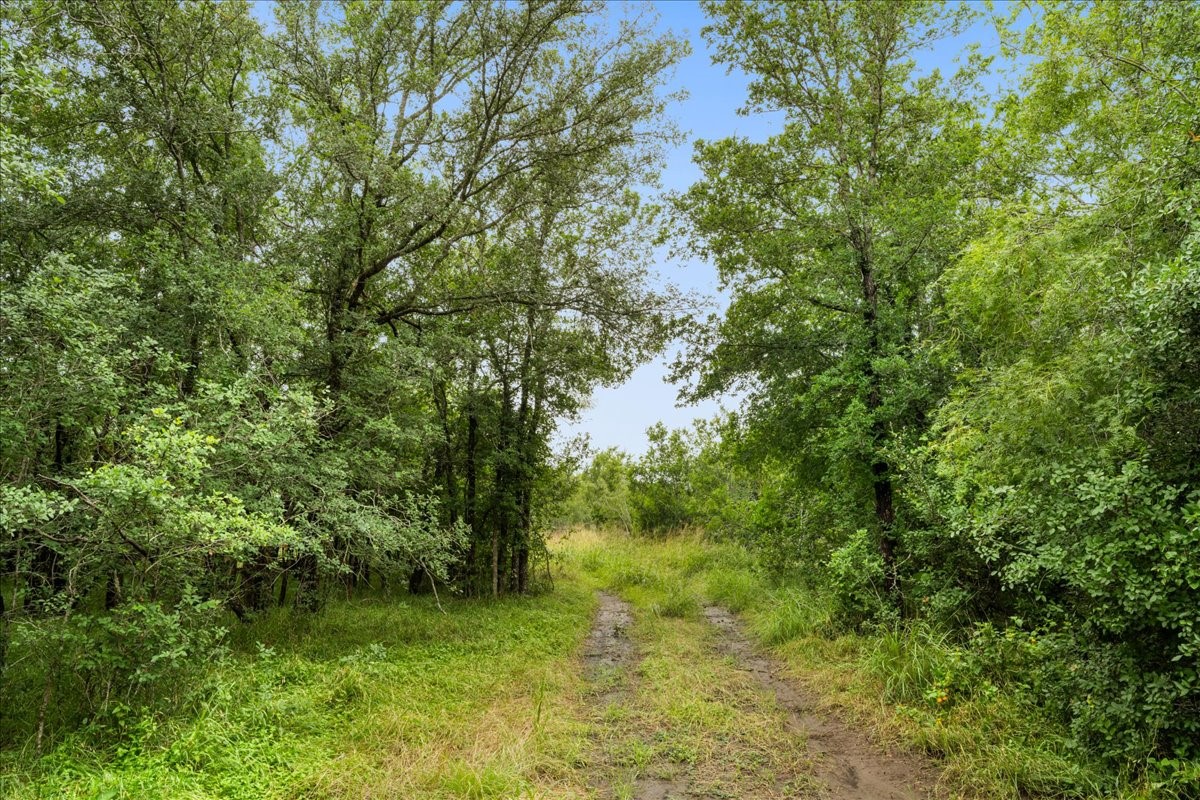 288 Charcoal Road Rosanky, TX 78953 - Photo 23 of 23 a view of a garden