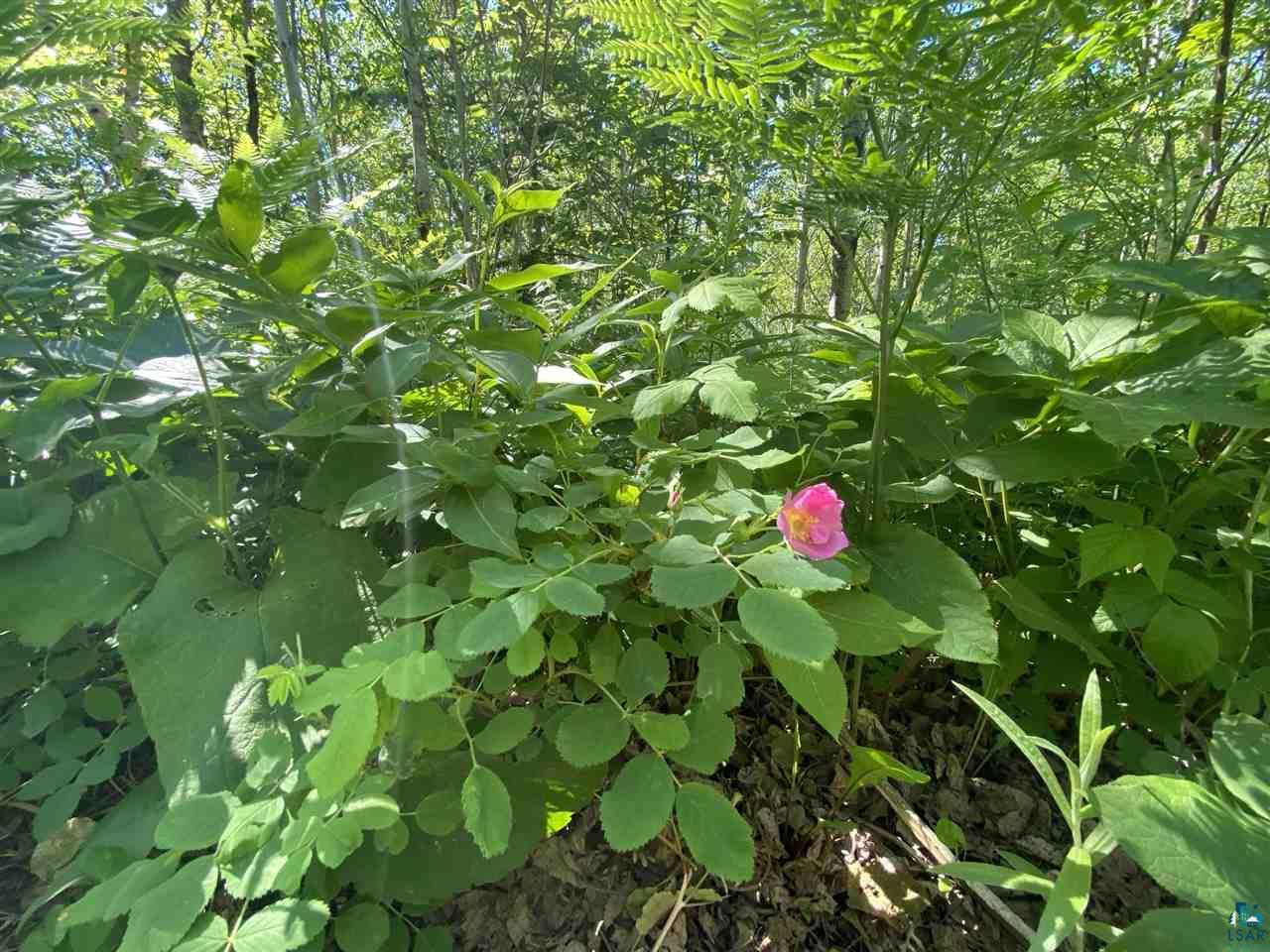 17 Coyote Ridge Grand Marais, MN 55604 - Photo 17 of 25
