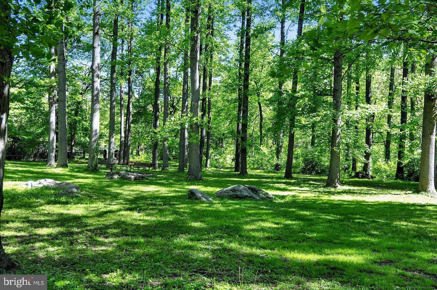 1702 Franwall Avenue Silver Spring, MD 20902 - Photo 17 of 17 a big yard with trees