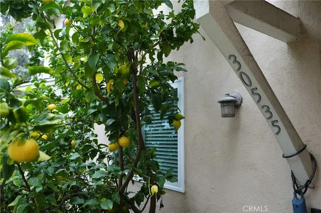 a view of a tree with plants