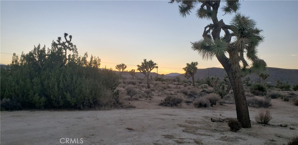 1234 Canton Street Yucca Valley, CA 92284 - Photo 1 of 27 a view of a dry yard with a tree