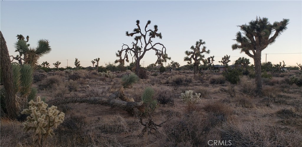 1234 Canton Street Yucca Valley, CA 92284 - Photo 11 of 27 a view of a bunch of trees