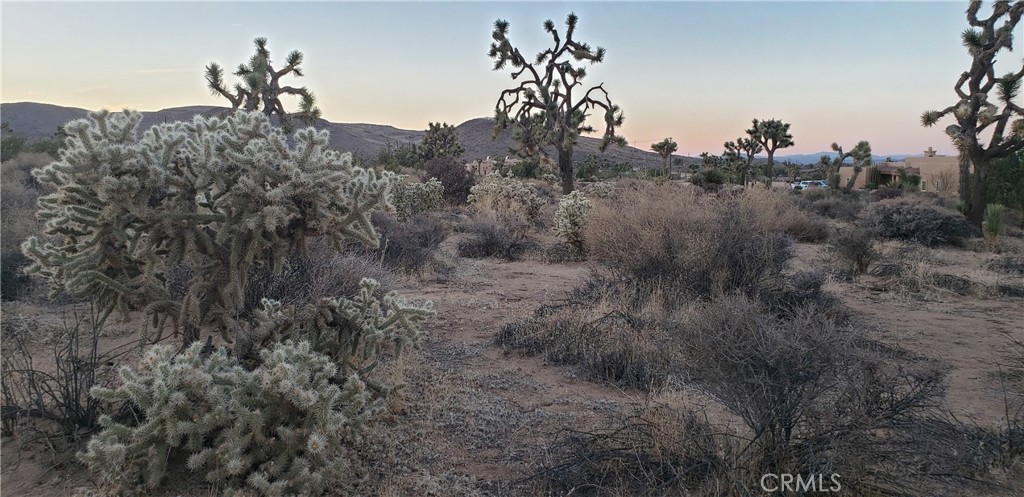 1234 Canton Street Yucca Valley, CA 92284 - Photo 13 of 27 a view of a bunch of trees in a field