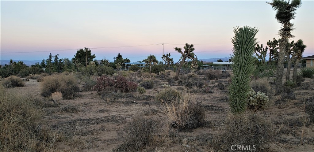1234 Canton Street Yucca Valley, CA 92284 - Photo 14 of 27 a view of a dry yard with lots of trees