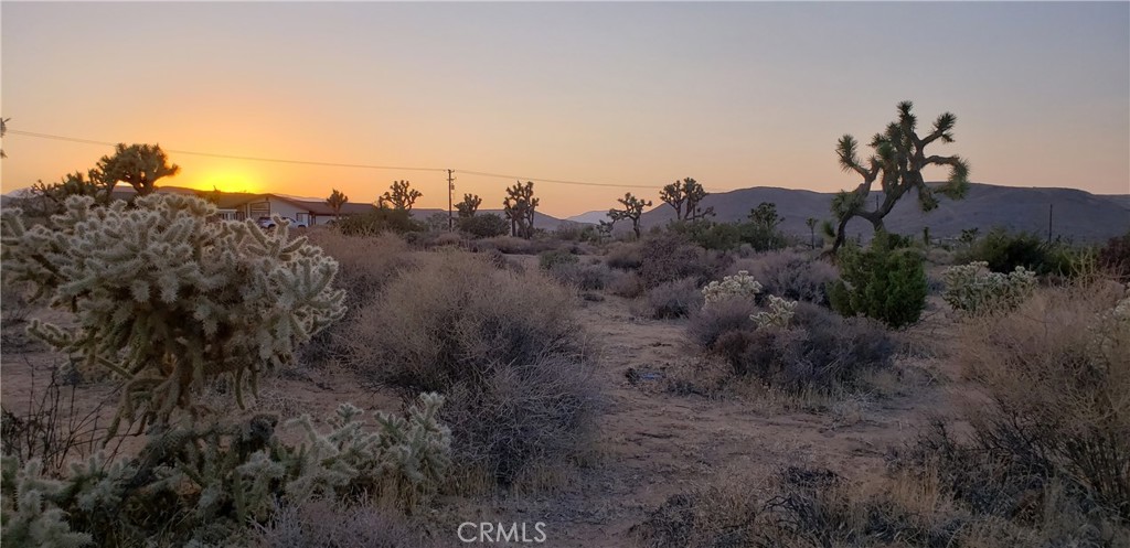 1234 Canton Street Yucca Valley, CA 92284 - Photo 22 of 27 a view of a tree in a field