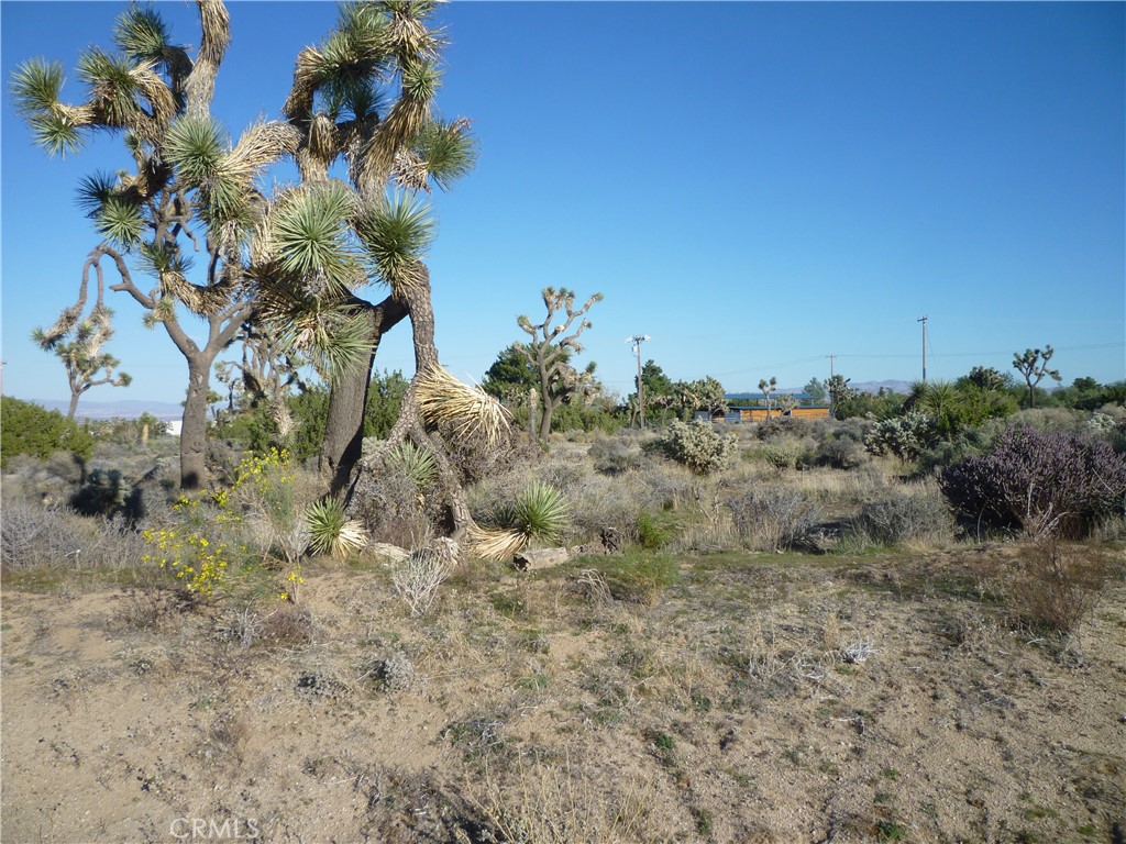 1234 Canton Street Yucca Valley, CA 92284 - Photo 5 of 27 a view of a plant in a field