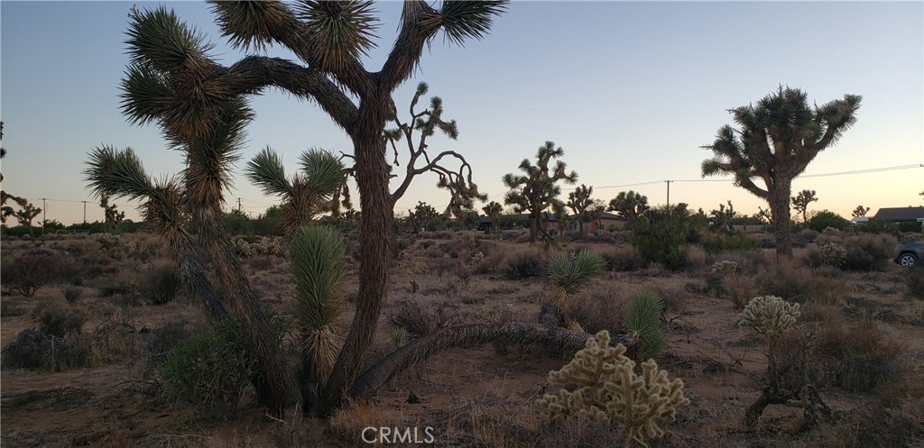 1234 Canton Street Yucca Valley, CA 92284 - Photo 7 of 27 a view of a tree in a yard