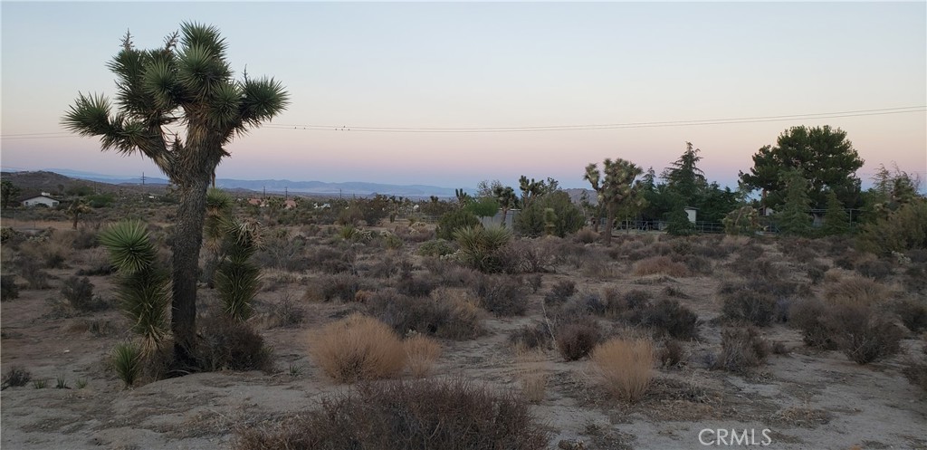 1234 Canton Street Yucca Valley, CA 92284 - Photo 8 of 27 a view of a yard with a tree