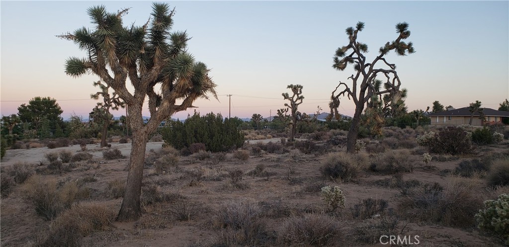 1234 Canton Street Yucca Valley, CA 92284 - Photo 9 of 27 a view of a yard with a tree