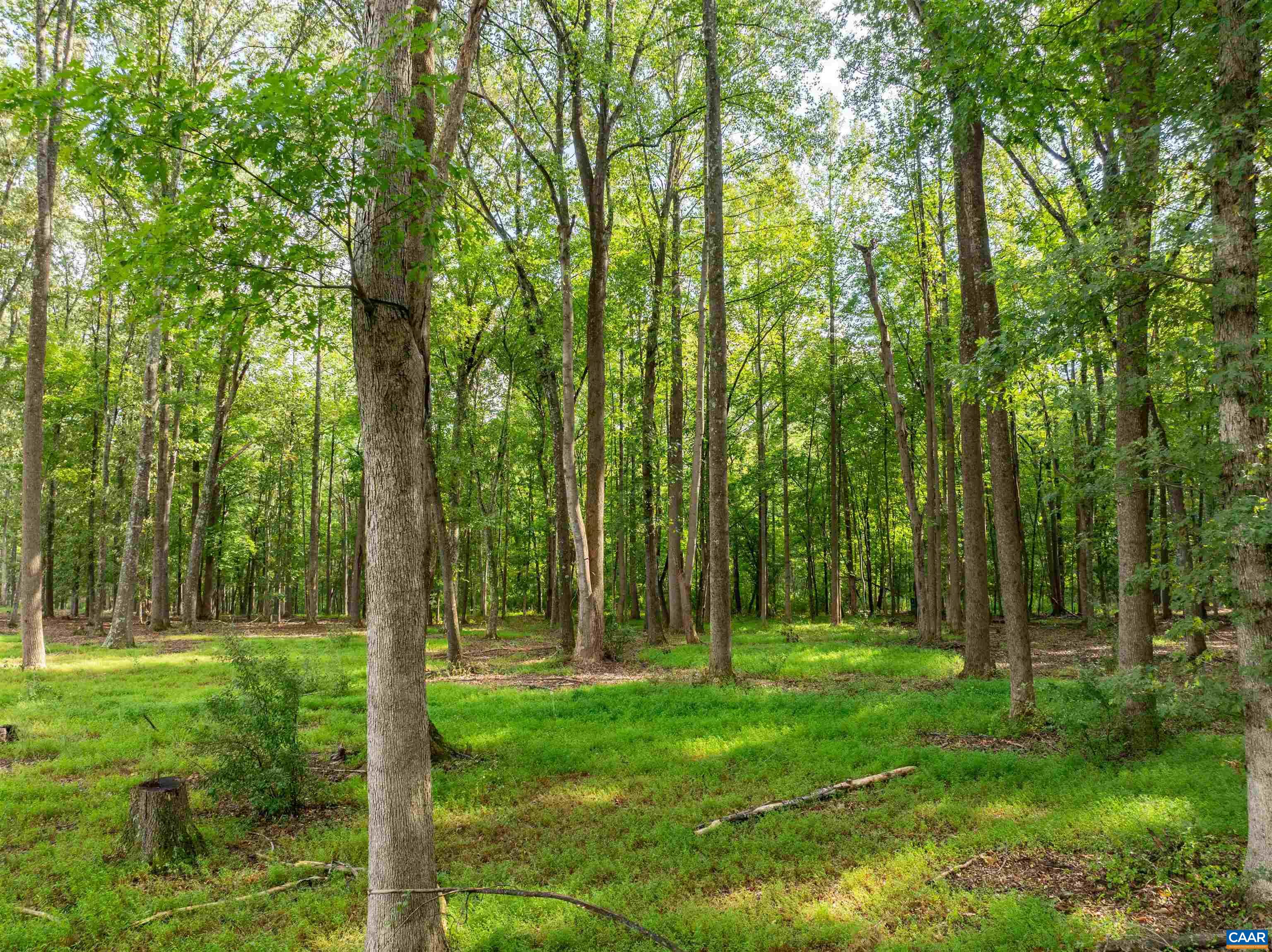 0 Dick Woods Road Charlottesville, VA 22903 - Photo 12 of 23 Gallery Image 12