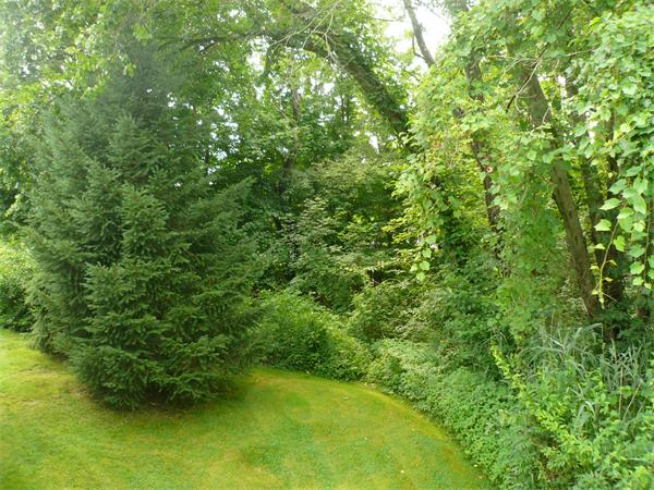 1164 Morgan Road West Springfield, MA 01089 - Photo 14 of 25 a view of a yard