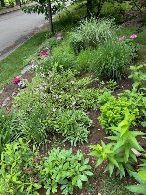 29 Shawmut Terrace Framingham, MA 01702 - Photo 38 of 42 a view of a garden with plants
