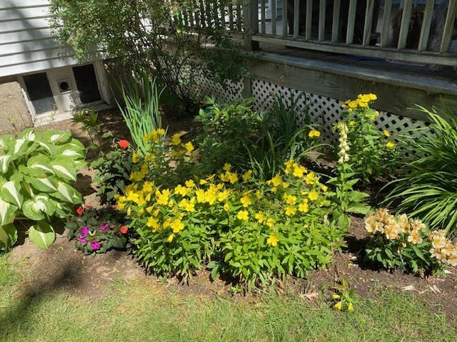 29 Shawmut Terrace Framingham, MA 01702 - Photo 42 of 42 a view of a garden with plants