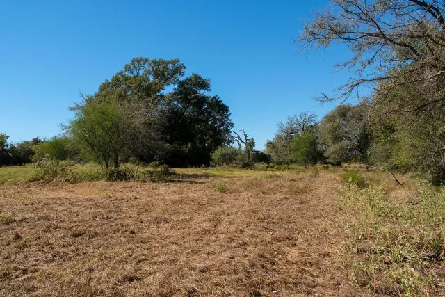 a view of a forest with a tree