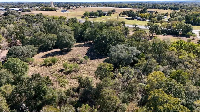 a view of a forest with a tree