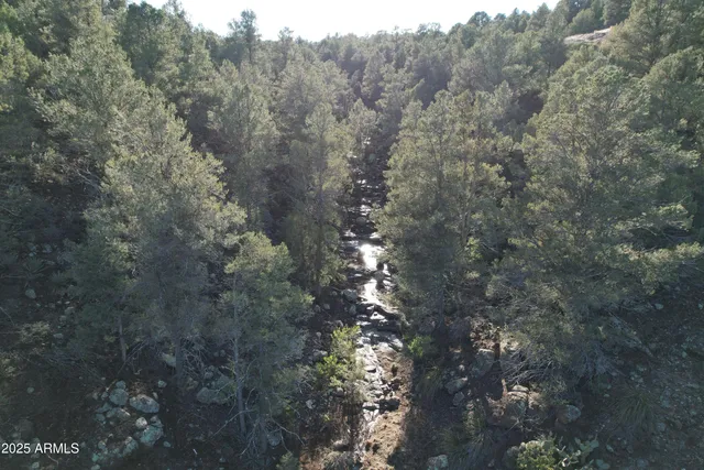a view of a forest with a tree