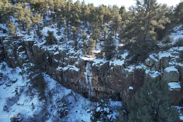 a view of a forest with a tree