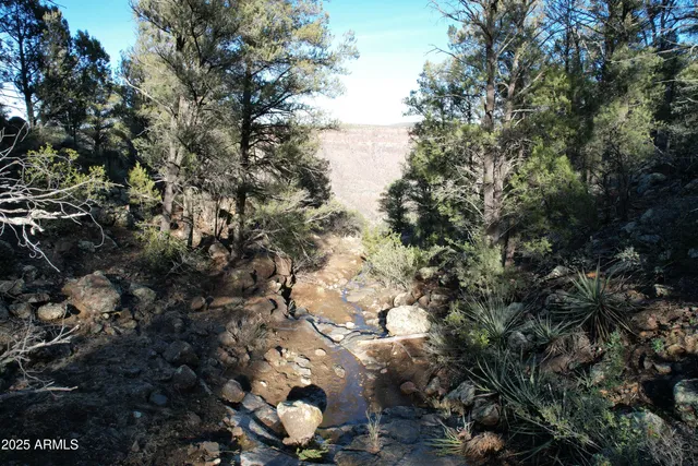 a view of a tree in a forest