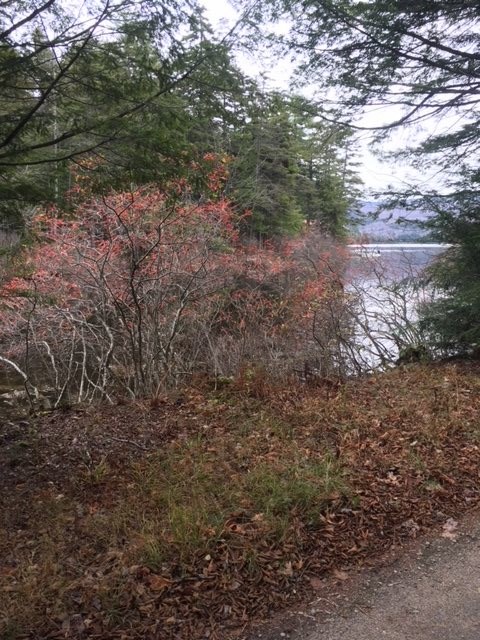 46 Normand Road, Unit LOT 46 Stark, NH 03582 - Photo 3 of 6