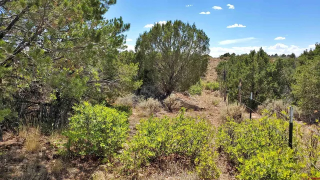 a view of a yard with plants and trees