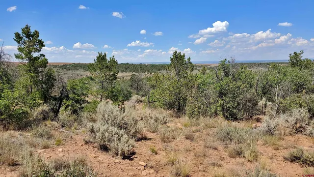 a view of a forest with a forest