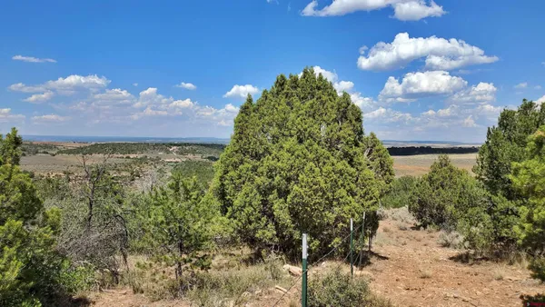 a view of a dry plant in a forest