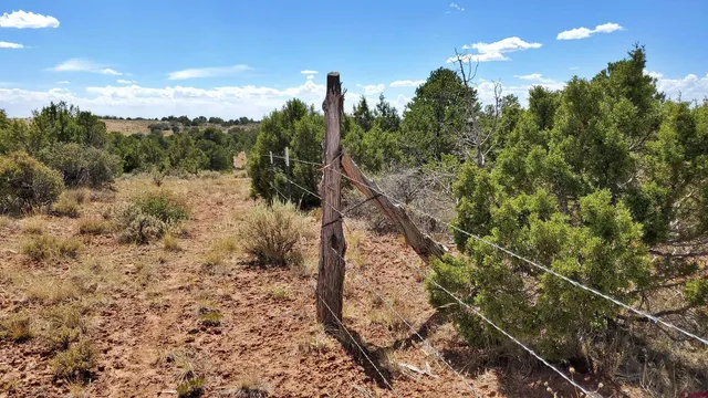 a view of a bunch of trees