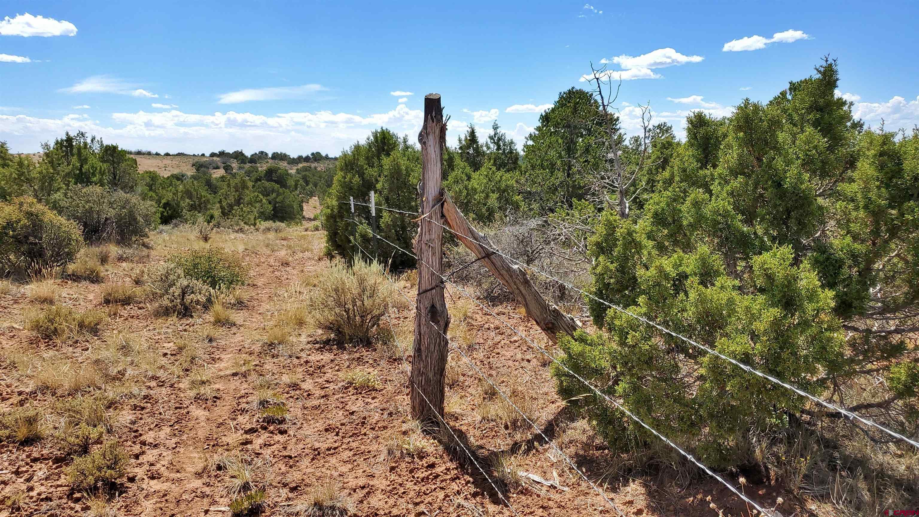 15.5 Yellow Jacket Co 81327 Yellow Jacket, CO 81335 - Photo 13 of 45 a view of a forest with a forest