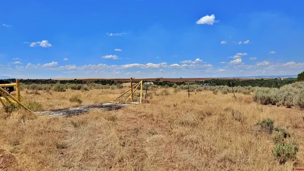 a view of a bunch of trees