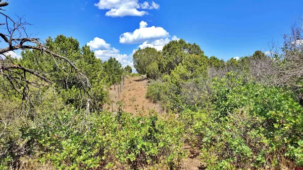 $120,000 | 15.5 Yellow Jacket Co 81327, Yellow Jacket, CO 81335