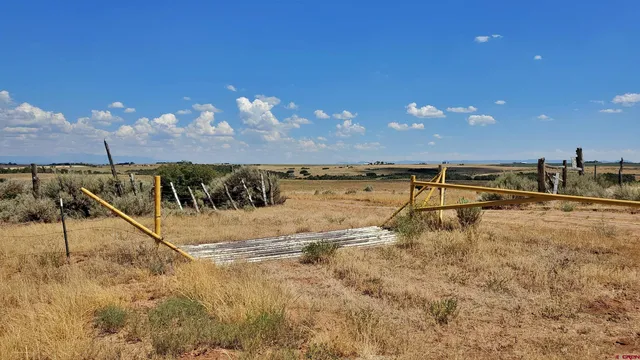 a view of a bunch of trees in a yard