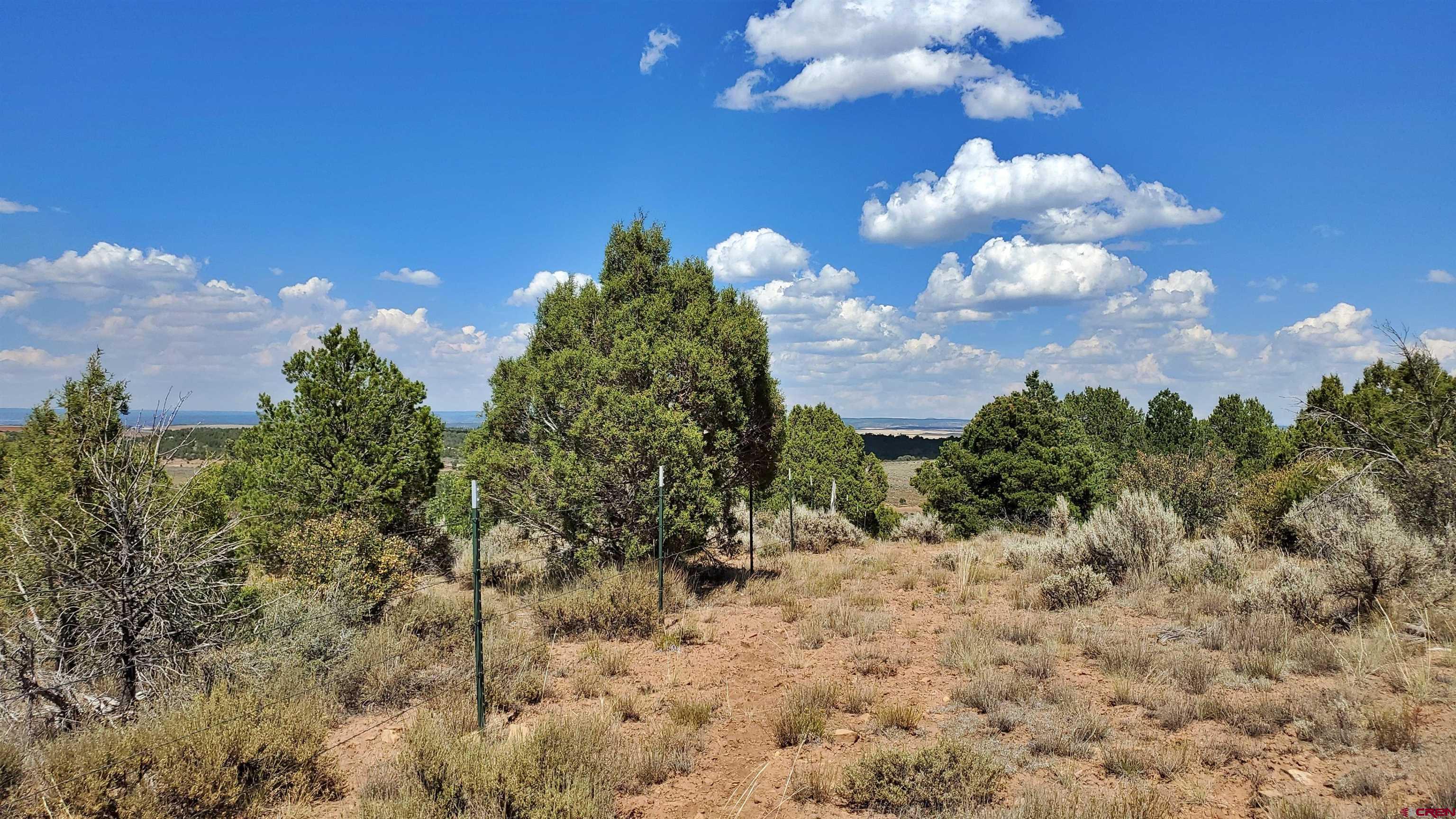 15.5 Yellow Jacket Co 81327 Yellow Jacket, CO 81335 - Photo 18 of 45 a view of a bunch of trees in a yard