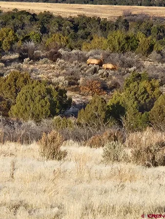 a view of a forest with a forest